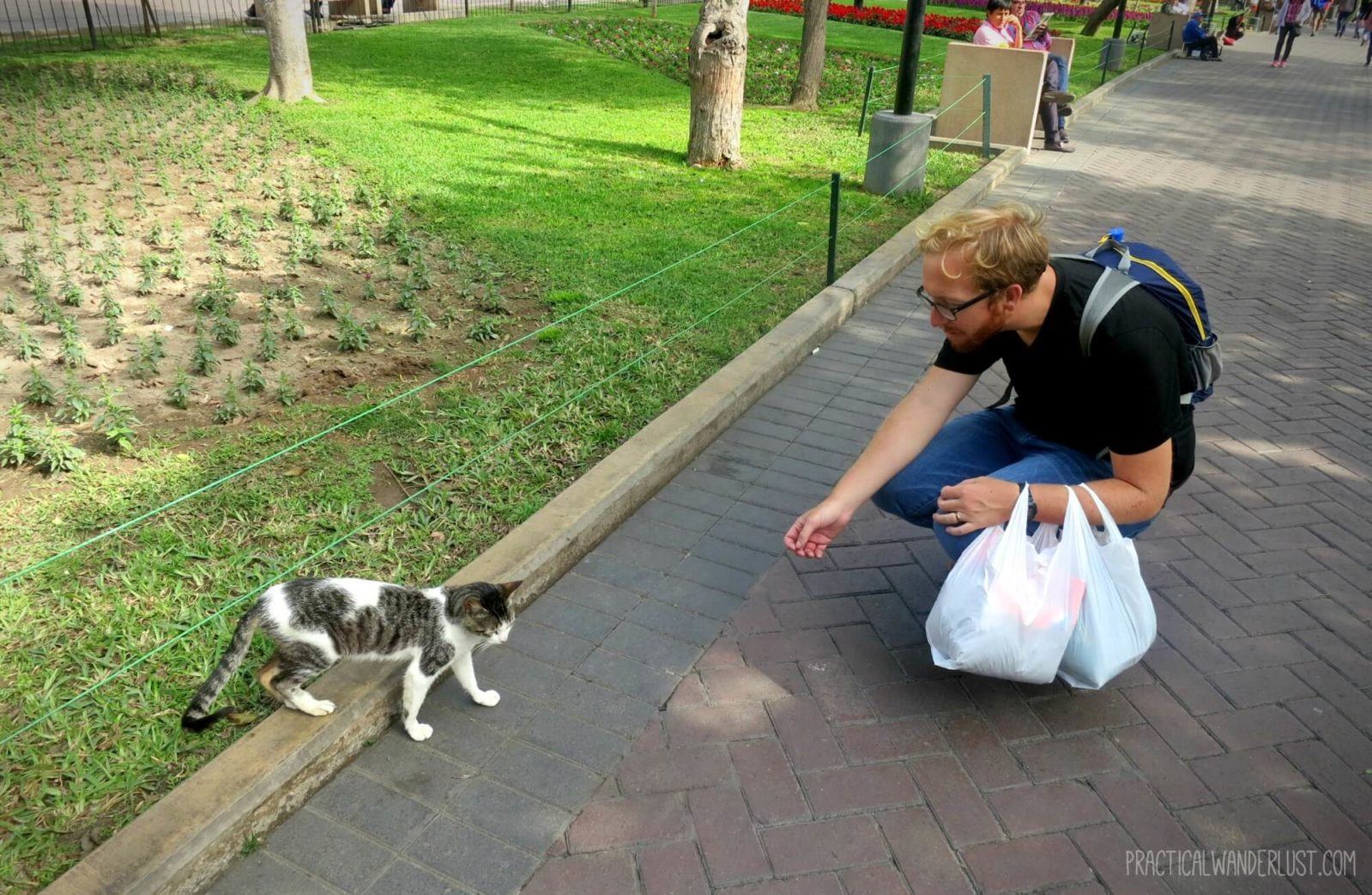 Making a cat friend at Kennedy Park! The Kennedy Park cats are friendly and many of them love to make new friends. Kennedy Park is in Lima, Peru