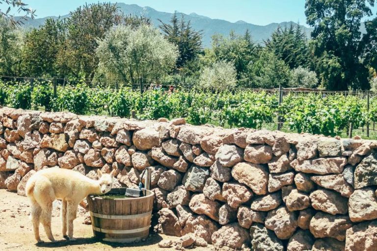 How To Budget Friendly Wine Tasting in Valparaiso Without a Tour