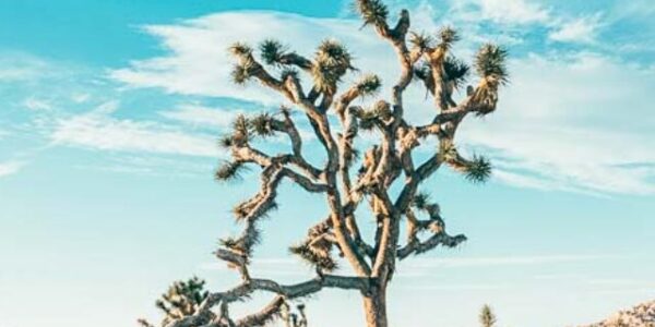cropped-Joshua-Tree-National-Park-Southern-California-Hiking.jpg