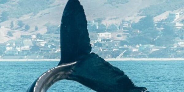 Humpback Whale Tail in Morro Bay, California surrounded by sea lions.