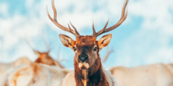 cropped-National-Elk-Refuge-Jackson-Hole-Wyoming-in-Winter-2.jpg