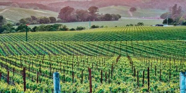 cropped-Napa-Valley-California-Vineyard-Sunset.jpg