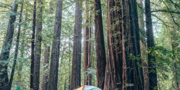 Tent among the redwoods at Ventana Campgrounds in Big Sur, California.