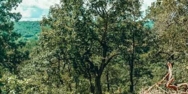 scotts gap in jeffersonson memorial forest in fairdale kentucky