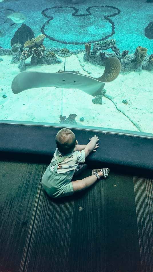 Baby at Aquarium in Epcot in Disney World 