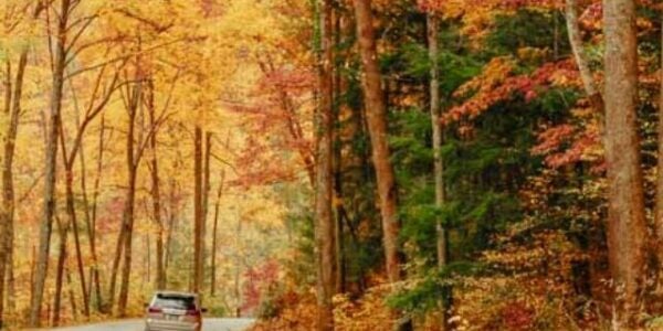 A car driving along Little River Road in fall in Great Smoky Mountains National Park