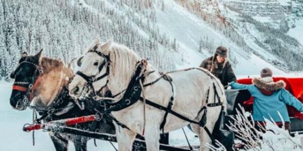 Horse Drawn sleigh ride in Lake Louise Banff in Winter